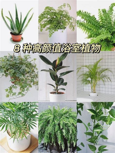 廁所耐陰植物|廁所放什麼植物好？4種耐陰且好照顧的植物推薦 